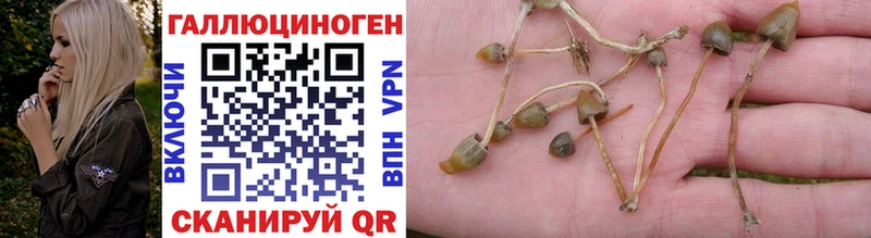 Галлюциногенные грибы Psilocybe  дарнет шоп  Бодайбо 